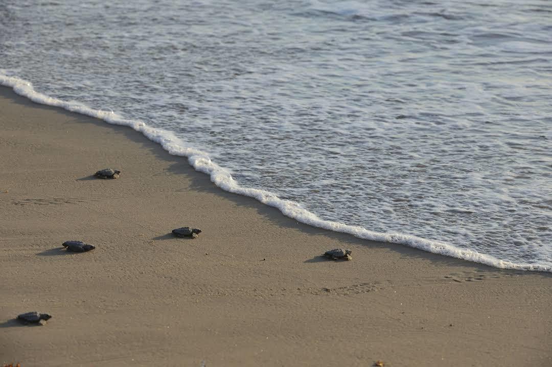 Sea Turtle Inc