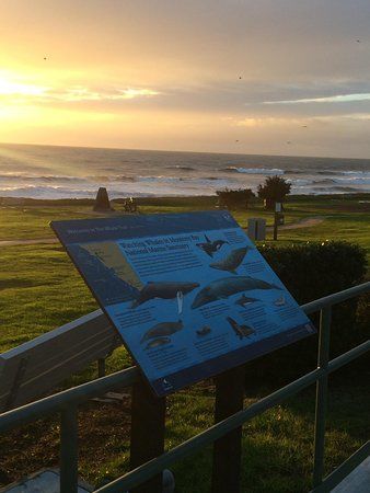 The Whale Trail