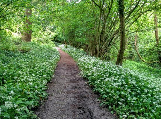 Mortimer Forest