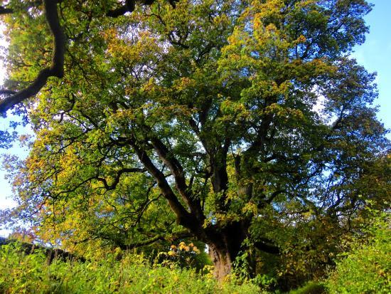 Birnam Oak