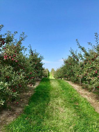 Nature's Bounty
