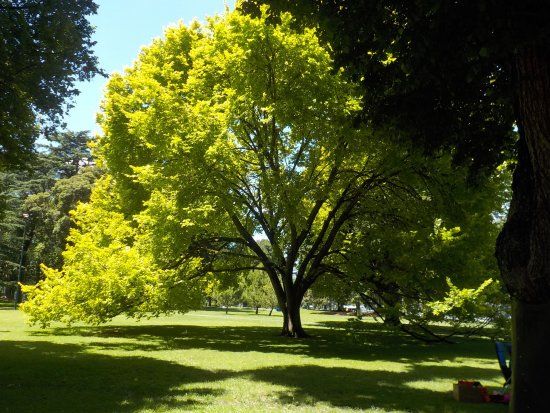 Carlton Gardens