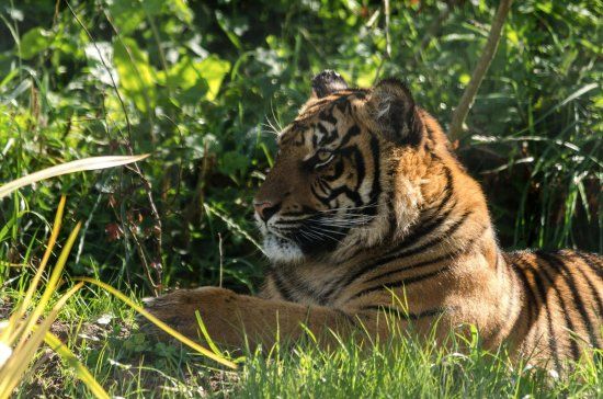 Manor Wildlife Park