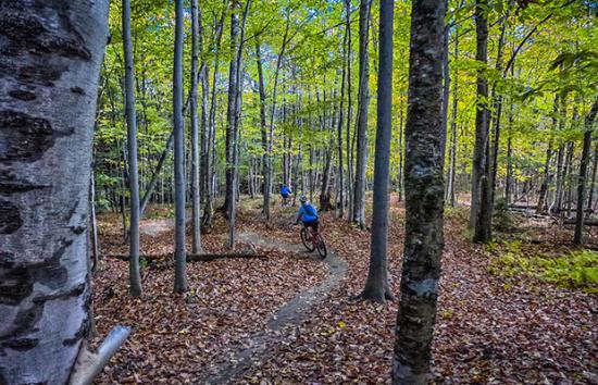 Cady Hill Forest