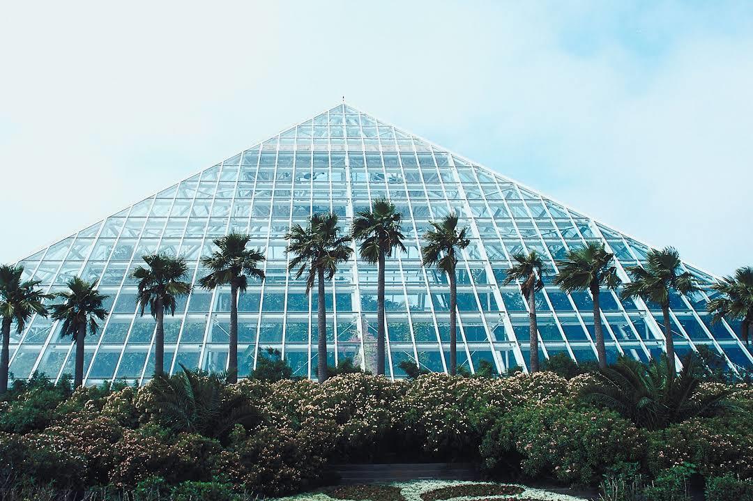Rainforest Pyramid