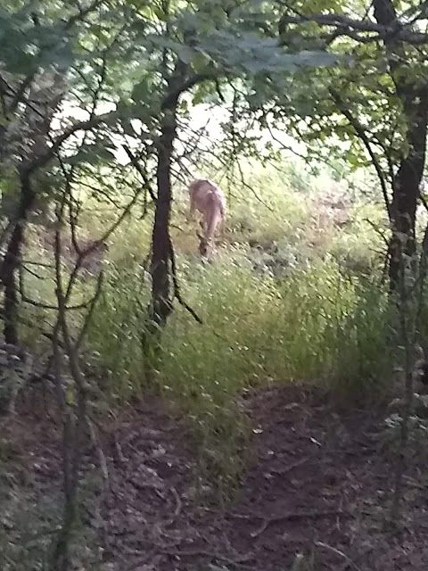 Bluff Creek Park