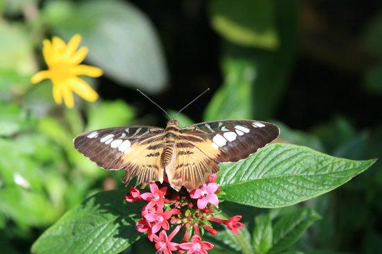 Butterfly Rainforest