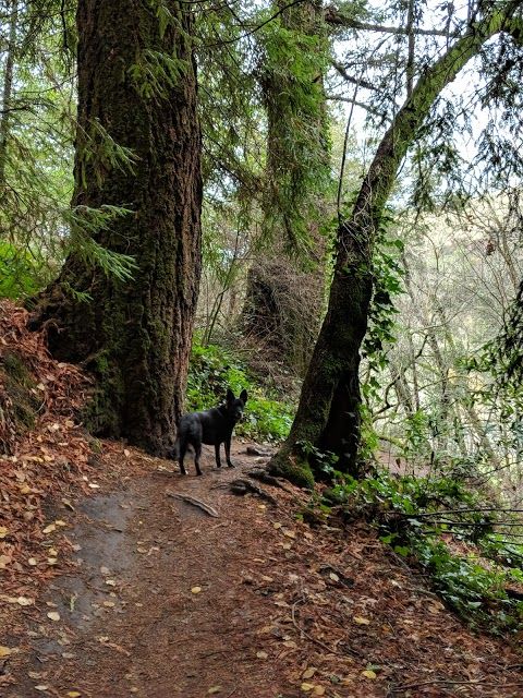 DeLaveaga Park