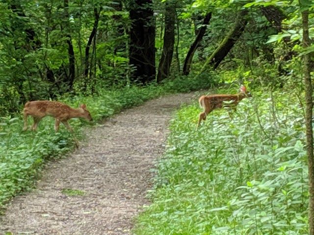 Hickory Hill Park