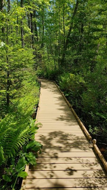 Bangor City Forest