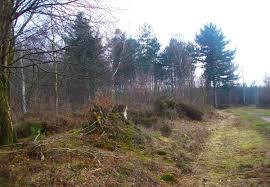 Covert Wood