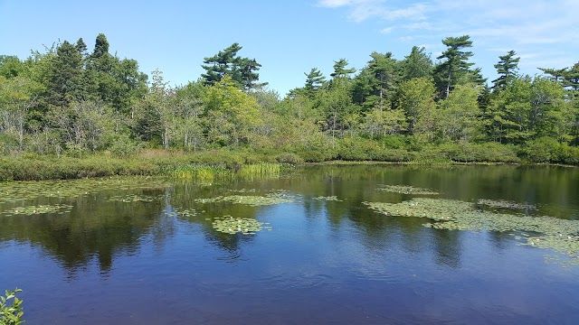 Frog Pond Park