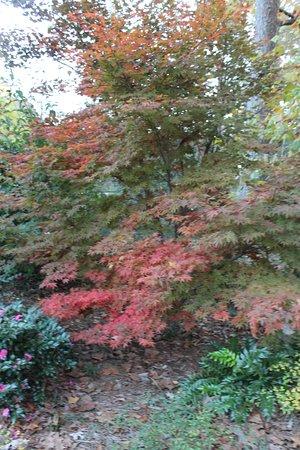 Davis Arboretum