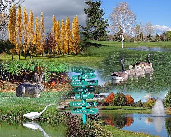 Stewart Meadows Golf Course