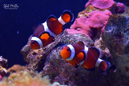 SEA LIFE Brighton
