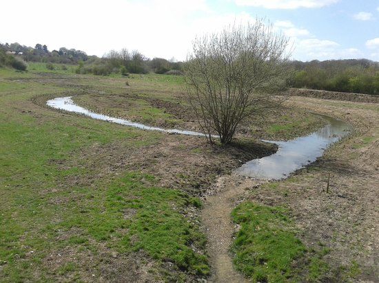 Millfield Nature Reserve