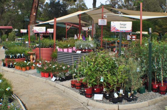 Zanthorrea Nursery