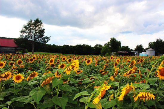 Batey Farms