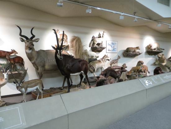 Las Vegas Natural History Museum
