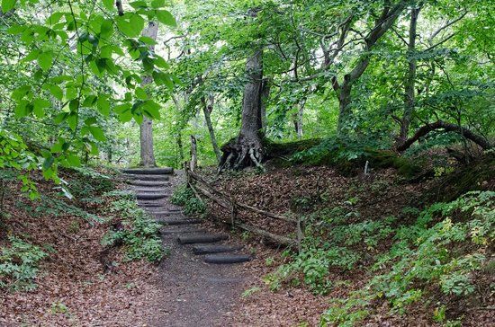 Beech Forest
