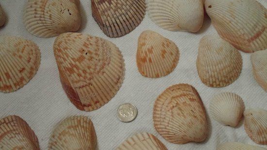Shell Key Shuttle
