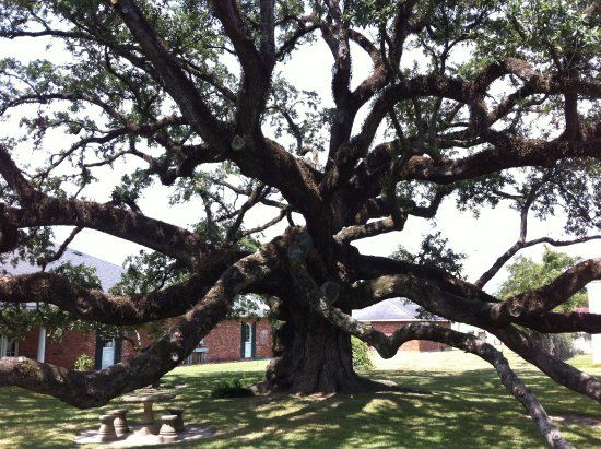 Imperial Calcasieu Museum