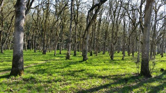 Bush's Pasture Park