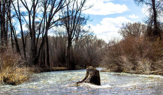 Neversink
