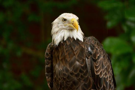 Audubon Center for Birds of Prey