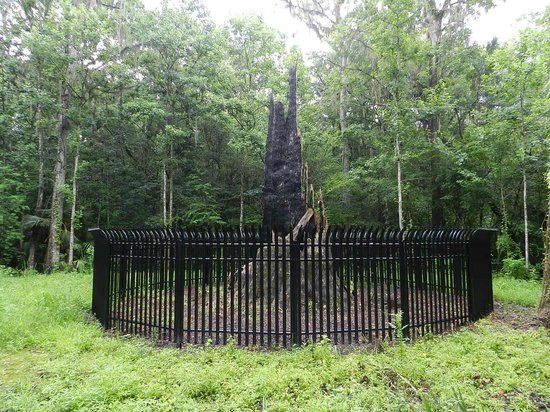 Big Tree Park