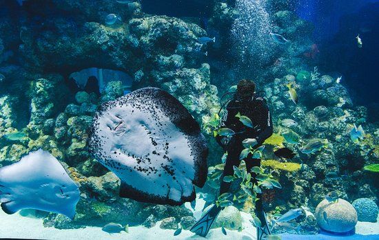 Cairns Aquarium