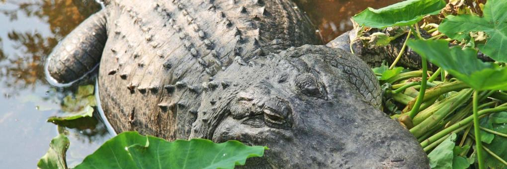Gatorland
