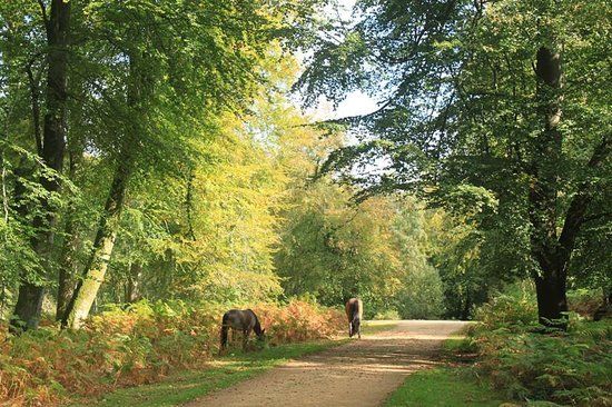 New Forest National Park