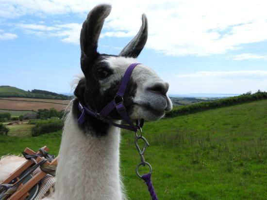 Peak Hill Llamas