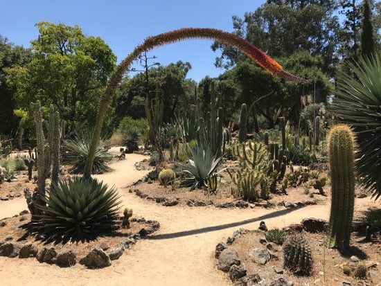 Arizona Garden
