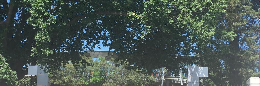 Manuka Oval