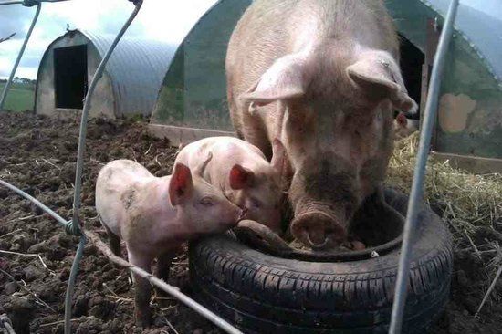 Conundrum Farm