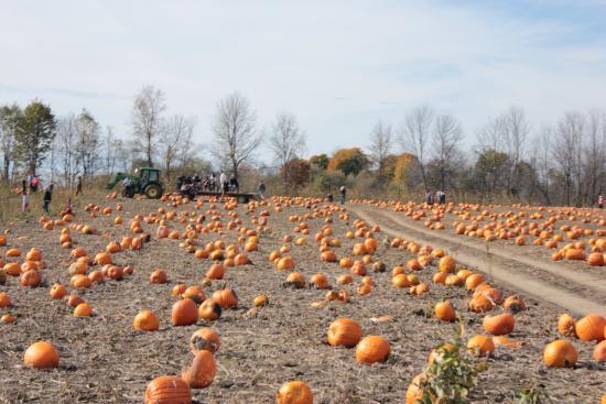Miller's Farm